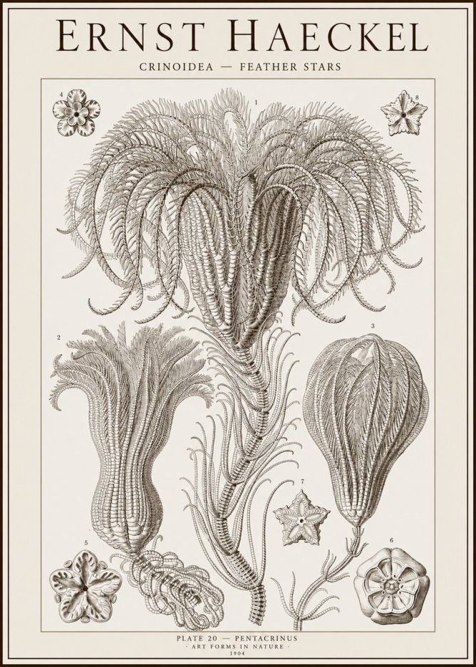 Ernst Haeckel Crinoidea - Palm Lilies No2 - Affiche