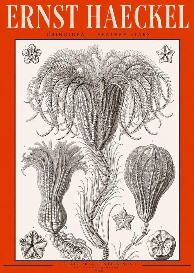 Ernst Haeckel Crinoidea - Palm Lilies No3 - Affiche