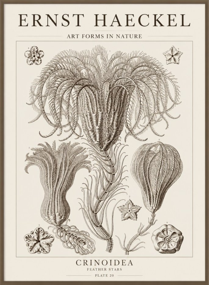 Ernst Haeckel Crinoidea - Palm Lilies No5 - Affiche