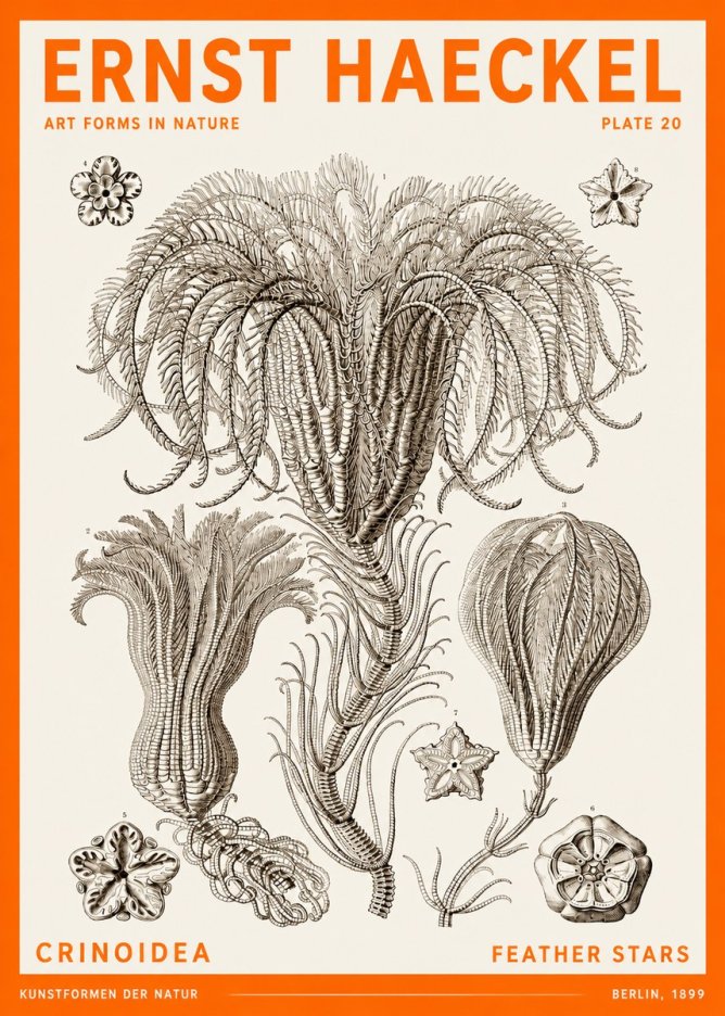 Ernst Haeckel Crinoidea - Palm Lilies No6 - Affiche