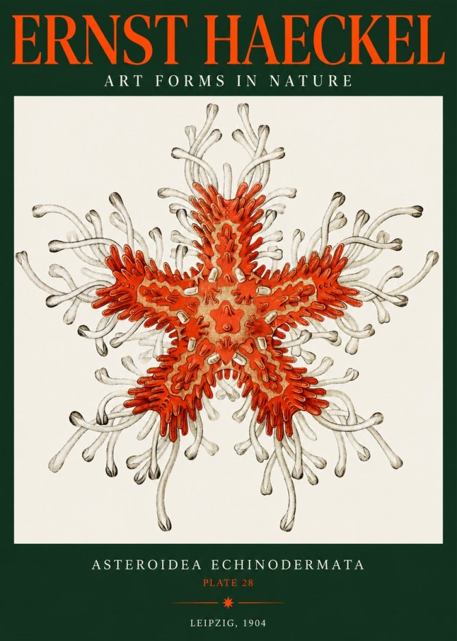 Ernst Haeckel Asteroidea Echinodermata Plate 28 No2 - Affiche
