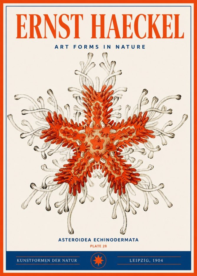 Ernst Haeckel Asteroidea Echinodermata Plate 28 No3 - Affiche