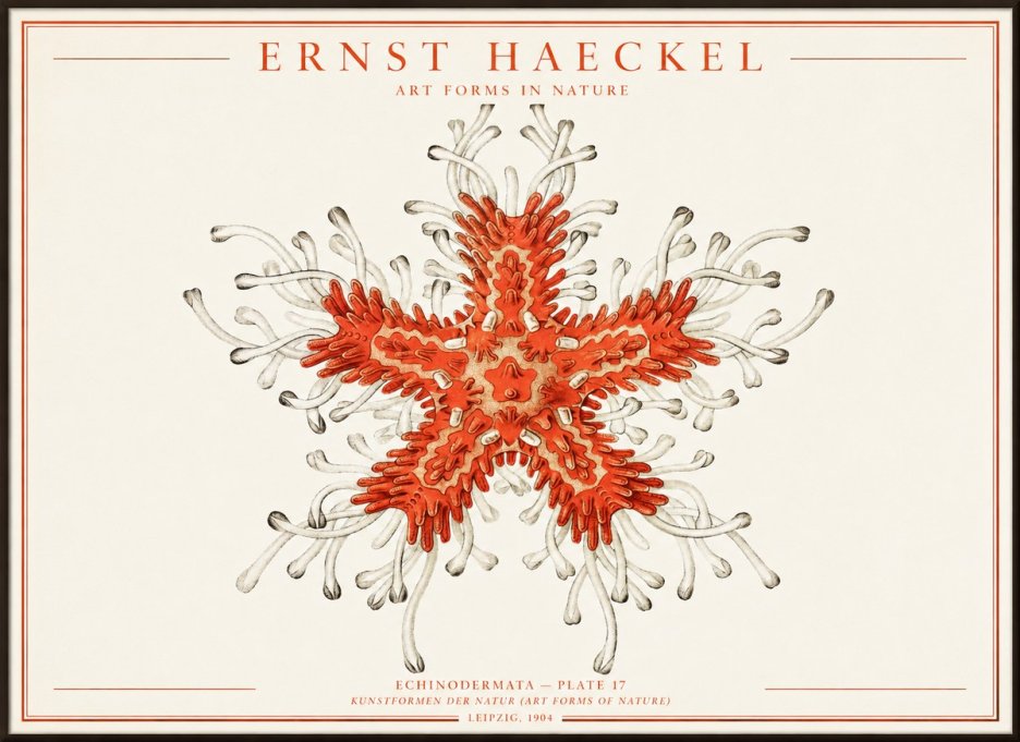 Ernst Haeckel Asteroidea Echinodermata Plate 28 No4 - Affiche