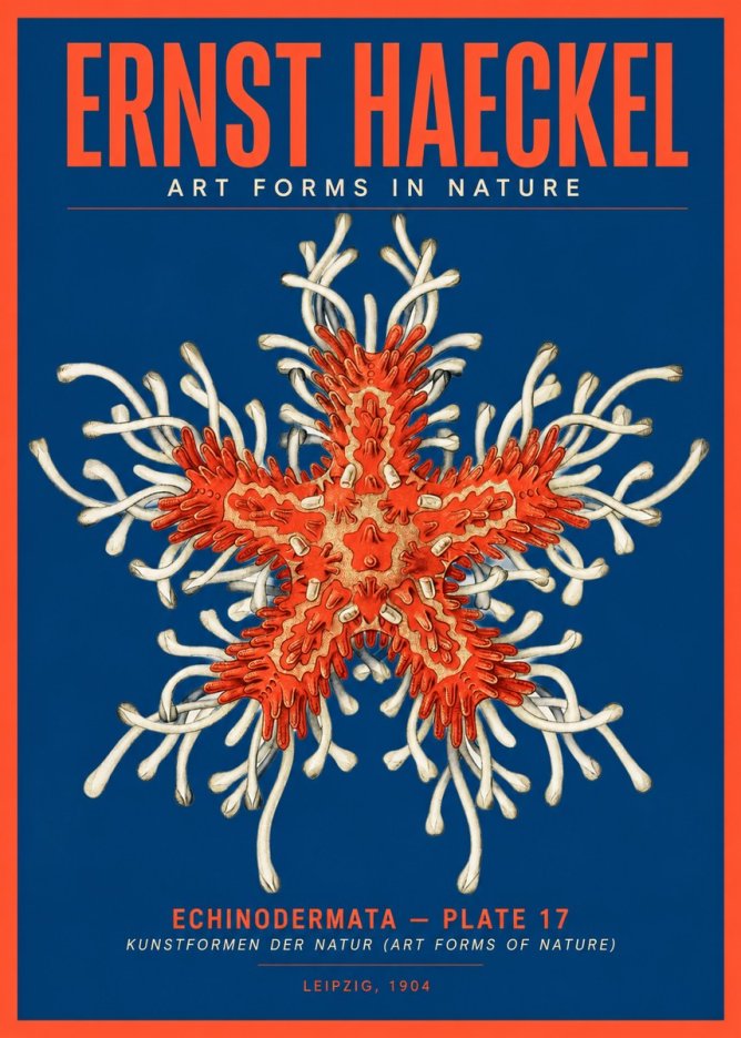 Ernst Haeckel Asteroidea Echinodermata Plate 28 No5 - Affiche