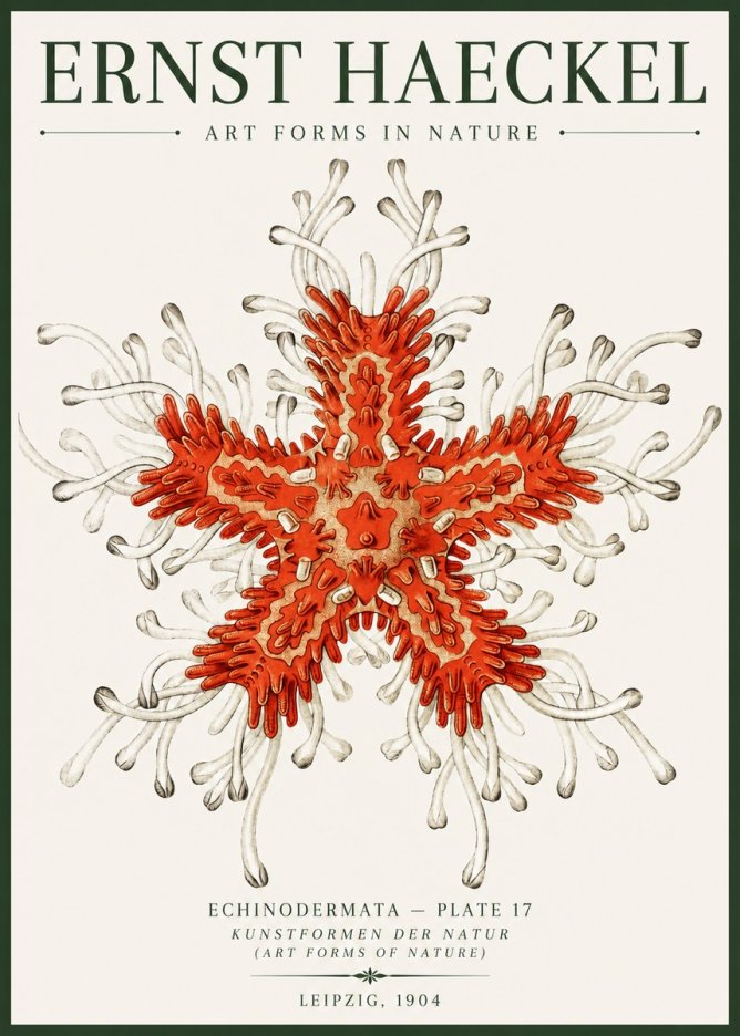 Ernst Haeckel Asteroidea Echinodermata Plate 28 No6 - Affiche