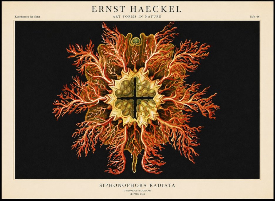 Ernst Haeckel Marine Organism No2 - Affiche