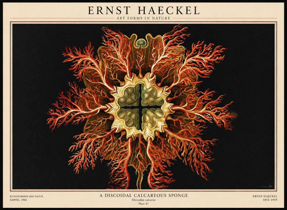Ernst Haeckel Marine Organism No3 - Affiche