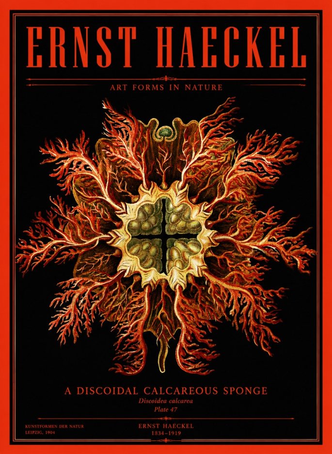 Ernst Haeckel Marine Organism No4 - Affiche