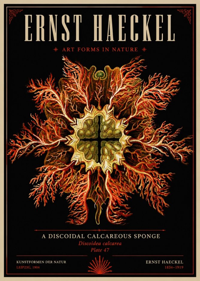 Ernst Haeckel Marine Organism No6 - Affiche