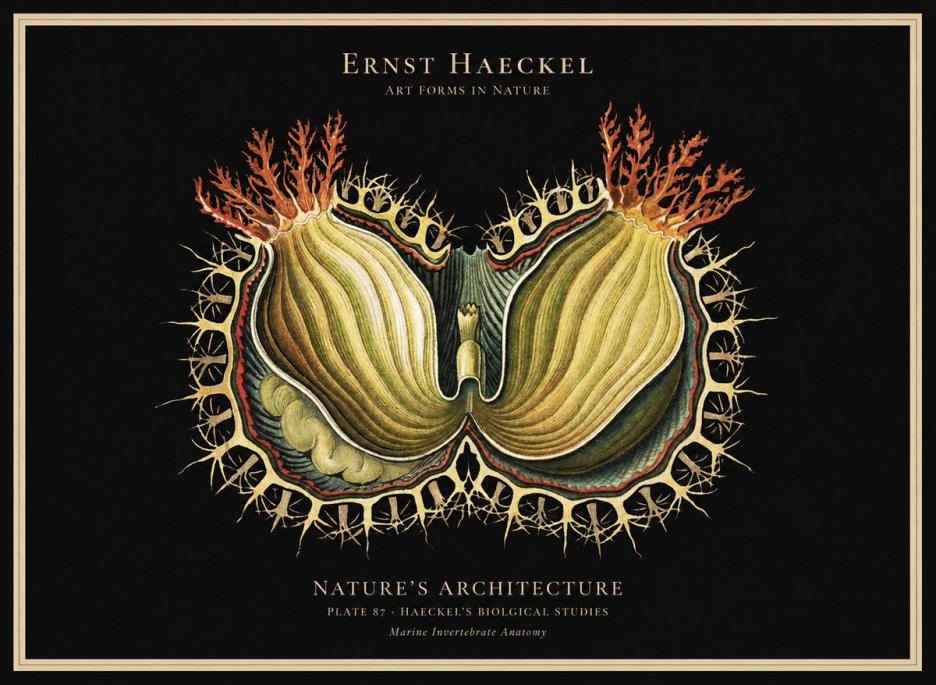 Ernst Haeckel Nature's Architecture No1 - Affiche