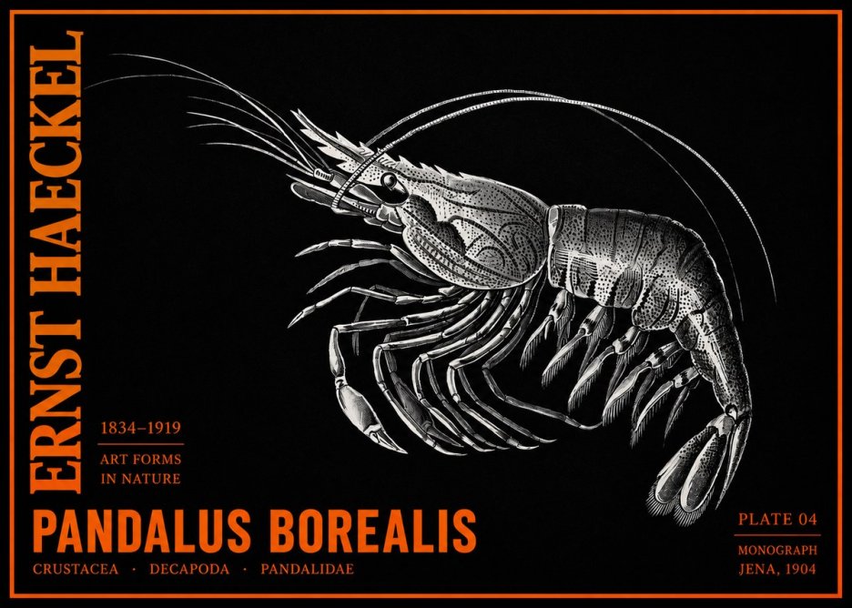 Ernst Haeckel Pandalus Borealis No2 - Affiche