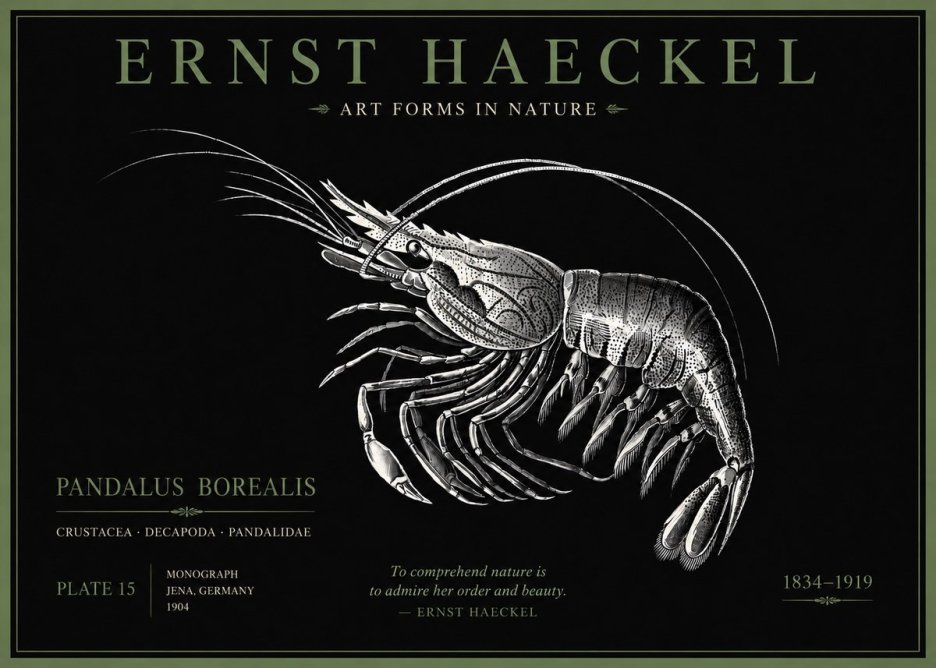 Ernst Haeckel Pandalus Borealis No5 - Affiche