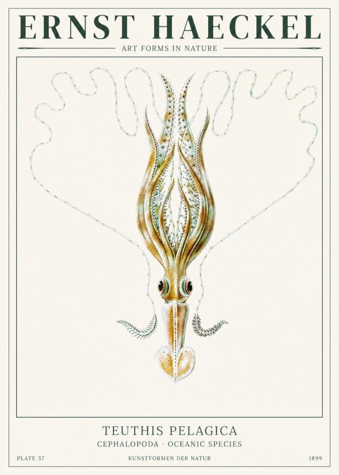 Ernst Haeckel Teuthis Pelagica No1 - Affiche