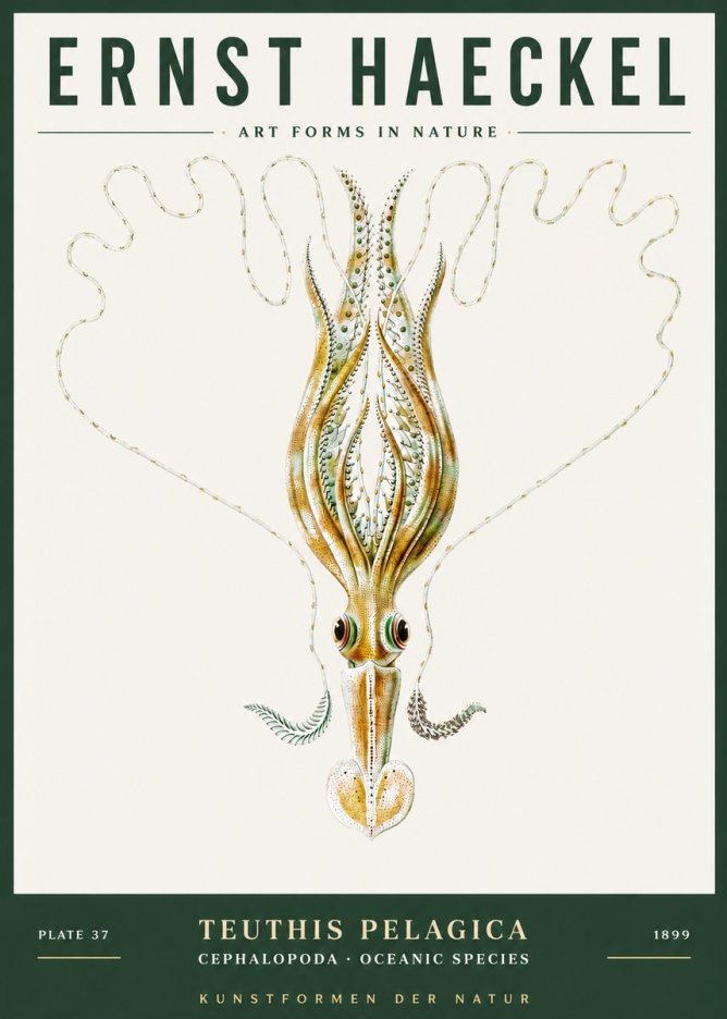 Ernst Haeckel Teuthis Pelagica No3 - Affiche