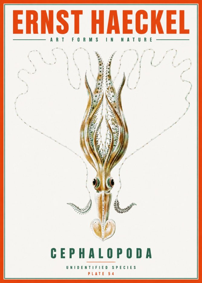 Ernst Haeckel Teuthis Pelagica No6 - Affiche