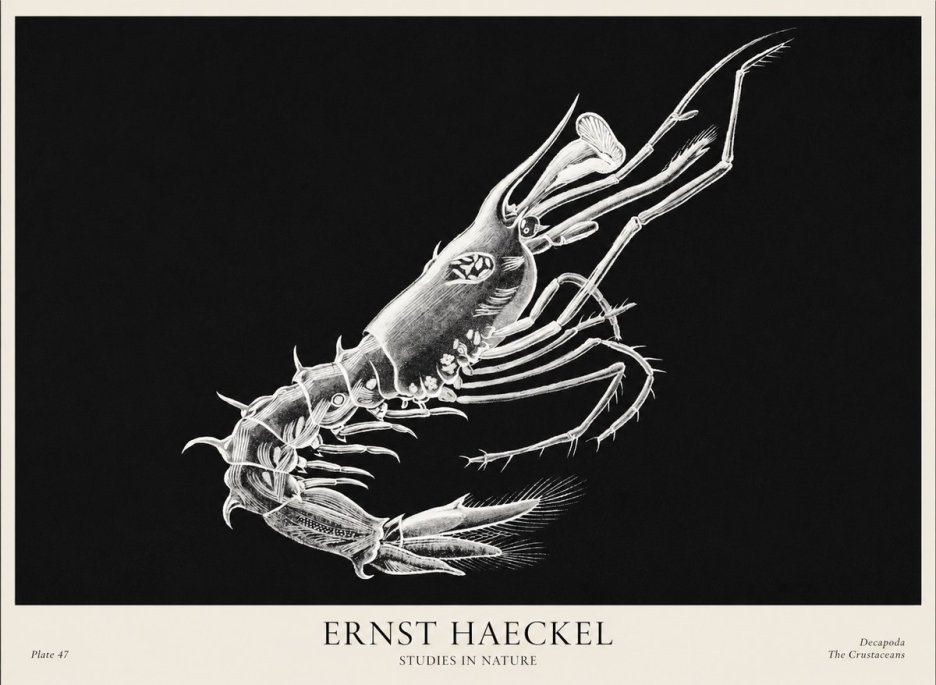 Ernst Haeckel Decapoda the Crustaceans No1 - Affiche