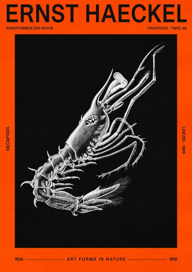 Ernst Haeckel Decapoda the Crustaceans No3 - Affiche