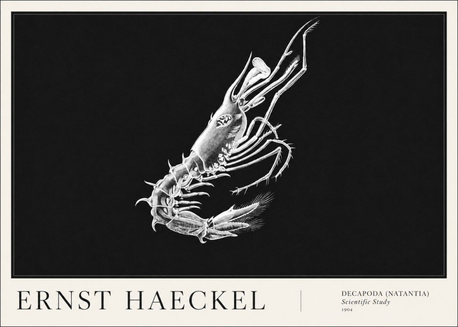 Ernst Haeckel Decapoda the Crustaceans No6 - Affiche