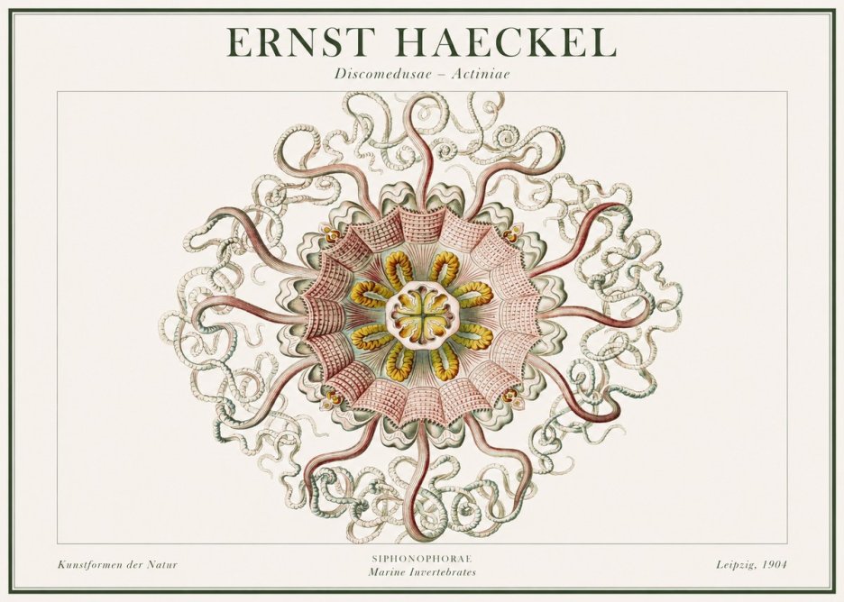 Ernst Haeckel Discomedusae – Actiniae No1 - Affiche