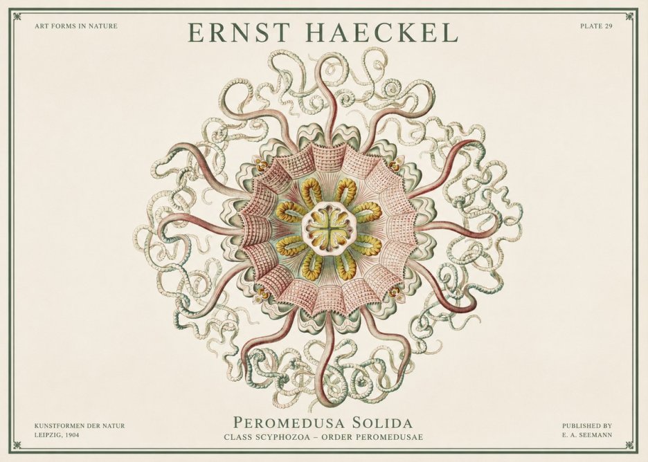 Ernst Haeckel Discomedusae – Actiniae No3 - Affiche