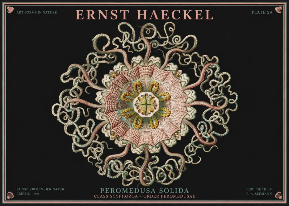 Ernst Haeckel Discomedusae – Actiniae No4 - Affiche