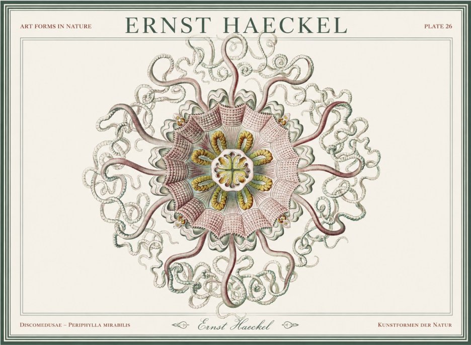 Ernst Haeckel Discomedusae – Actiniae No5 - Affiche