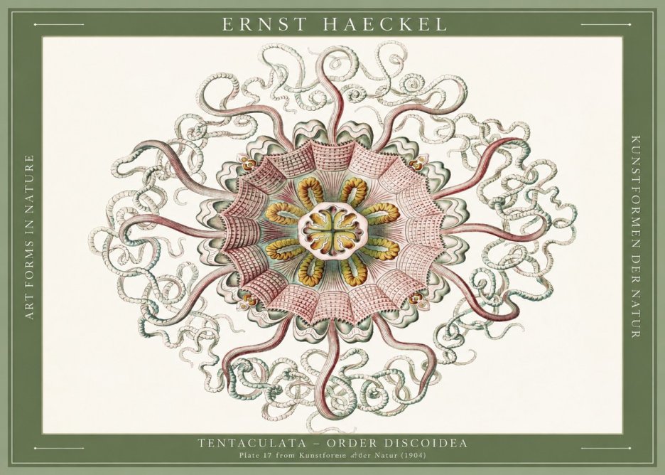 Ernst Haeckel Discomedusae – Actiniae No6 - Affiche