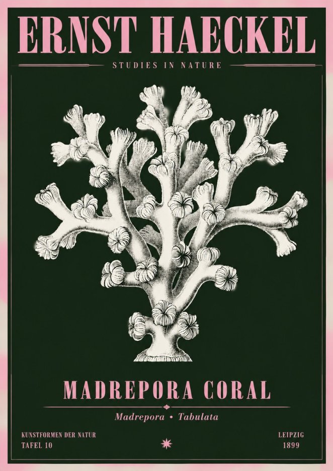 Ernst Haeckel Corallium Rubrum I No5 - Affiche