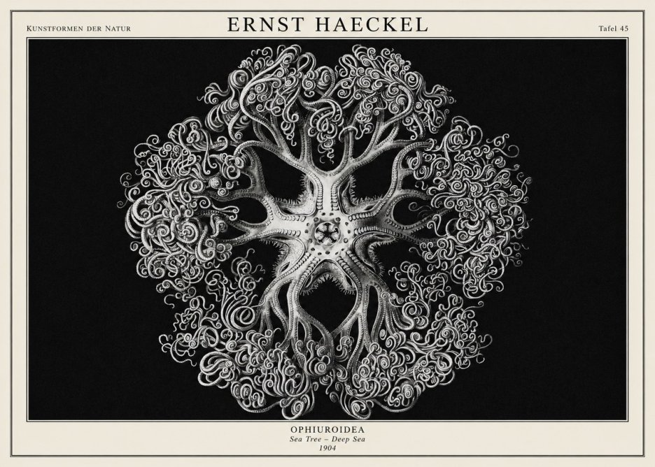 Ernst Haeckel Ophiuroidea Sea Tree - Deep Sea No1 - Affiche