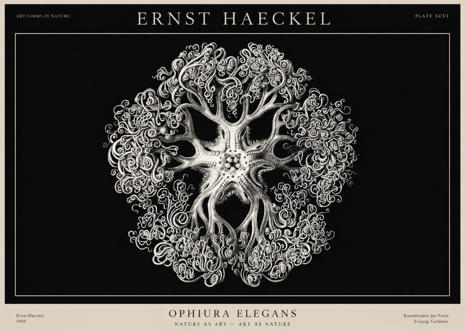 Ernst Haeckel Ophiuroidea Sea Tree - Deep Sea No3 - Affiche