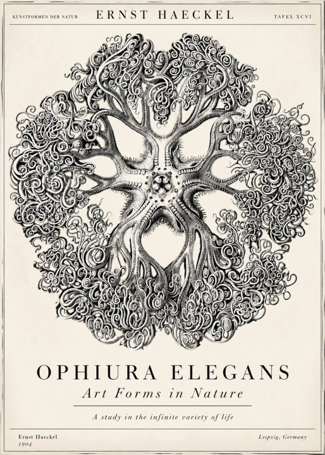 Ernst Haeckel Ophiuroidea Sea Tree - Deep Sea No6 - Affiche