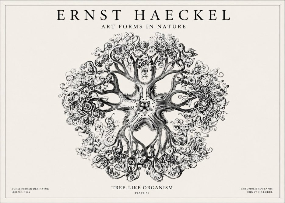 Ernst Haeckel Tree-like Organism No1 - Affiche