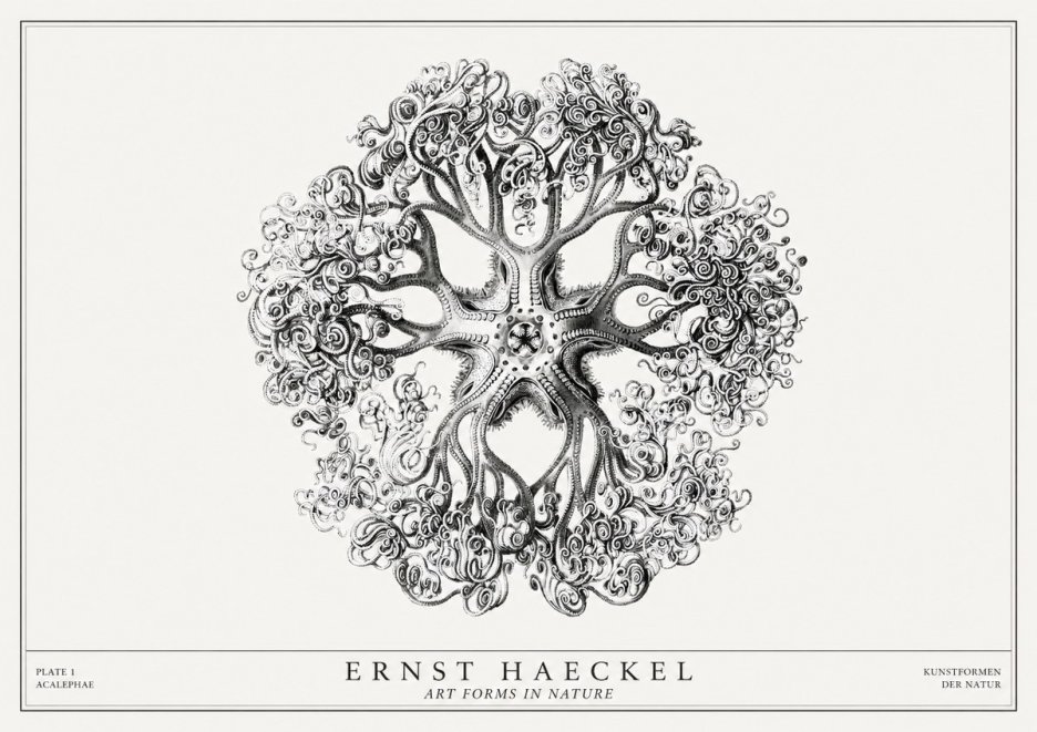 Ernst Haeckel Tree-like Organism No3 - Affiche
