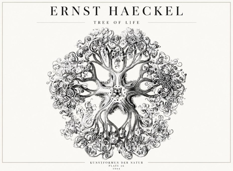 Ernst Haeckel Tree-like Organism No4 - Affiche