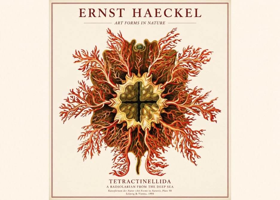 Ernst Haeckel Tetractinellida a Radiolarian from the Deep Sea No1 - Affiche