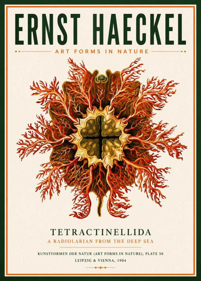 Ernst Haeckel Tetractinellida a Radiolarian from the Deep Sea No3 - Affiche