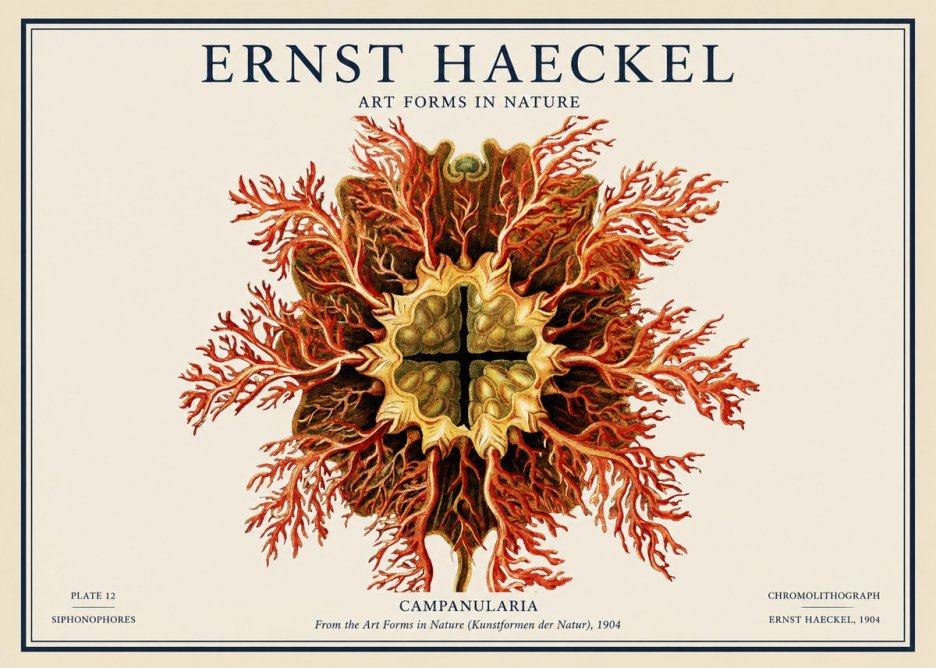 Ernst Haeckel Tetractinellida a Radiolarian from the Deep Sea No4 - Affiche