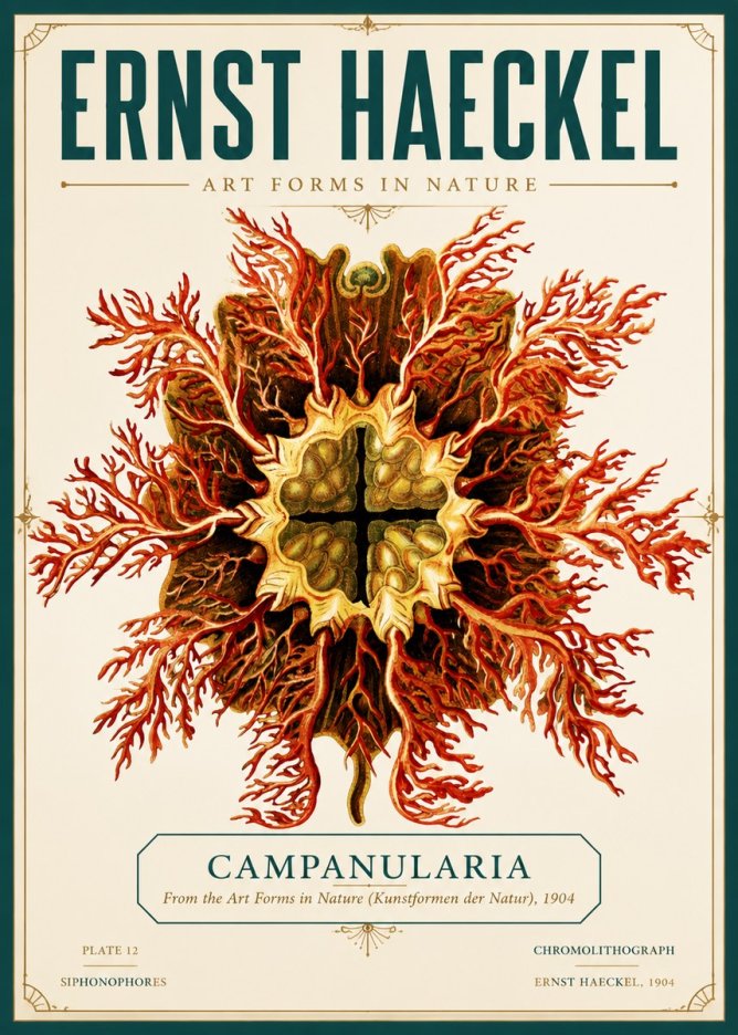 Ernst Haeckel Tetractinellida a Radiolarian from the Deep Sea No6 - Affiche