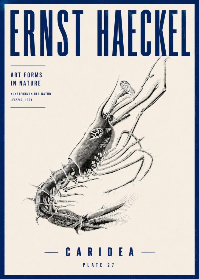 Ernst Haeckel Caridea Plate 27 No4 - Affiche