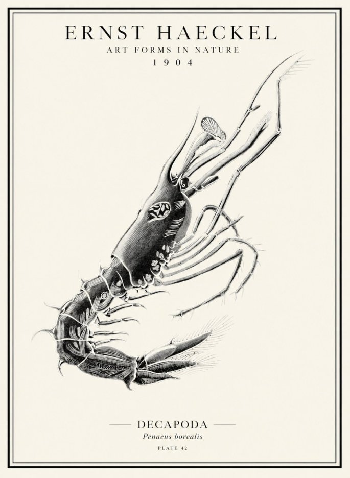 Ernst Haeckel Caridea Plate 27 No5 - Affiche