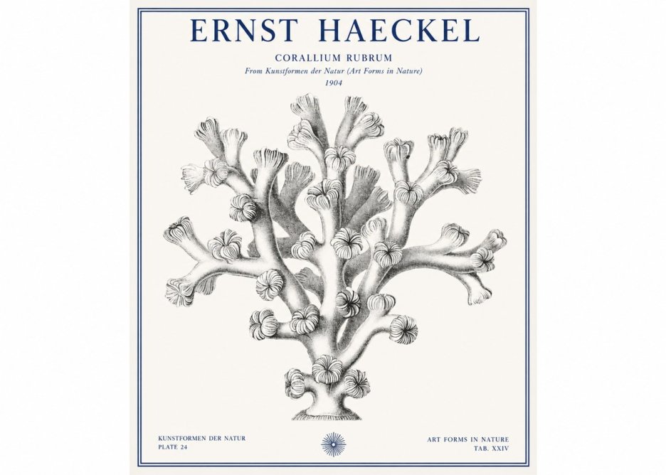 Ernst Haeckel Corallium Rubrum II No1 - Affiche