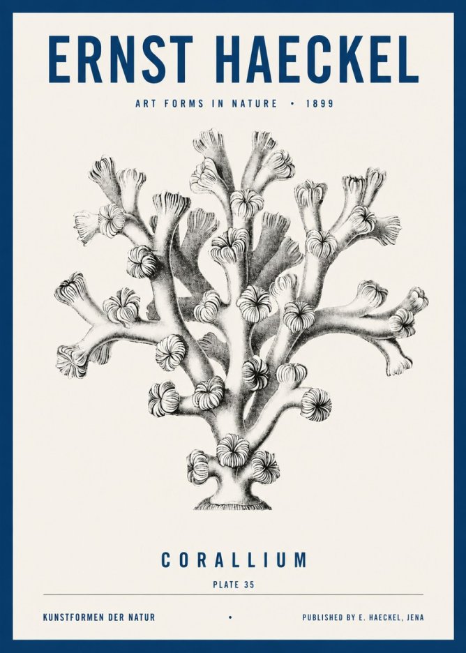 Ernst Haeckel Corallium Rubrum II No4 - Affiche