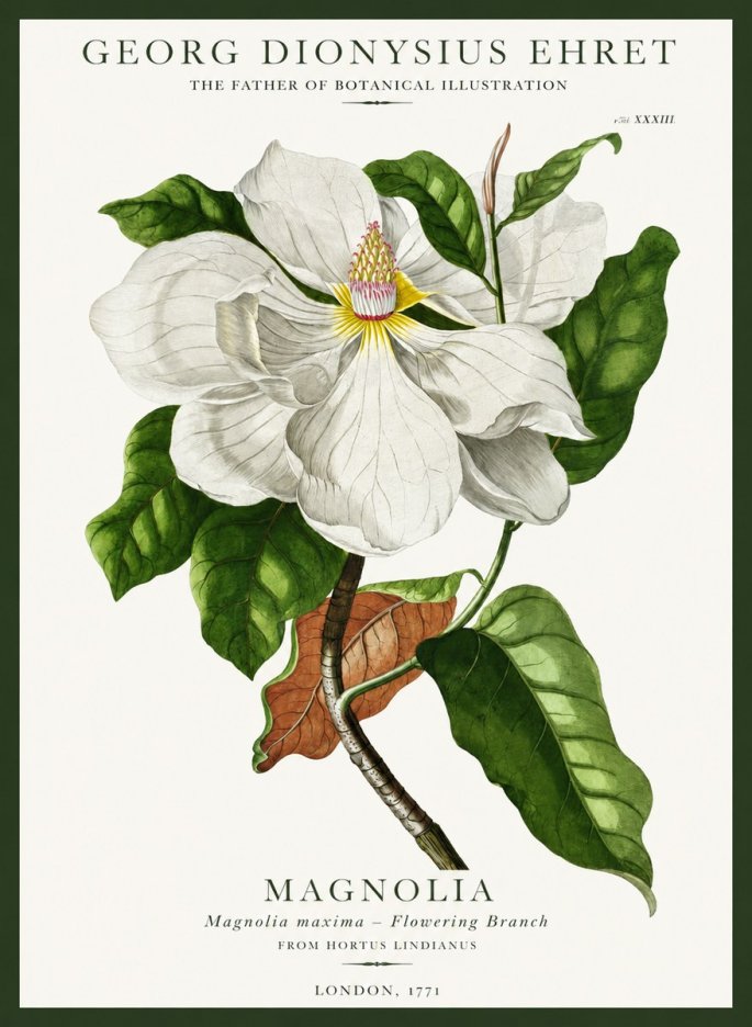 Georg Dionysius Ehret Magnolia Maxima - Flowering Branch No1 - Affiche