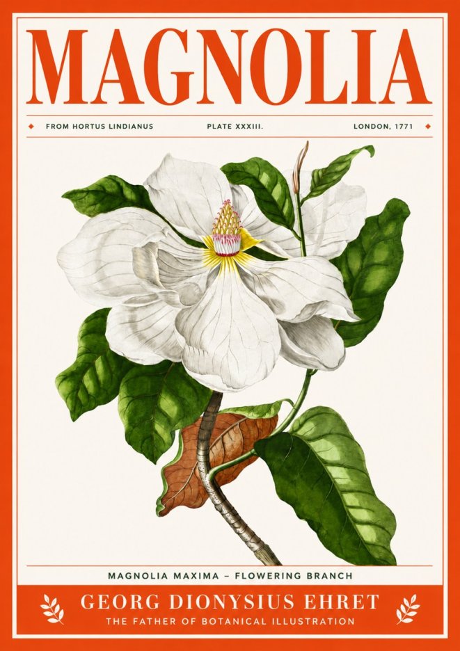 Georg Dionysius Ehret Magnolia Maxima - Flowering Branch No4 - Affiche