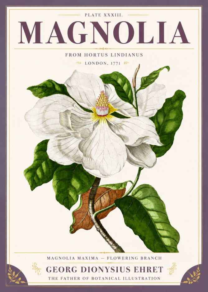 Georg Dionysius Ehret Magnolia Maxima - Flowering Branch No5 - Affiche