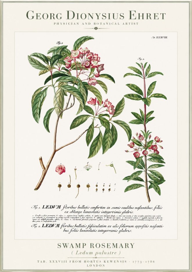 Georg Dionysius Ehret Swamp Rosemary (Ledum Palustre) No1 - Affiche