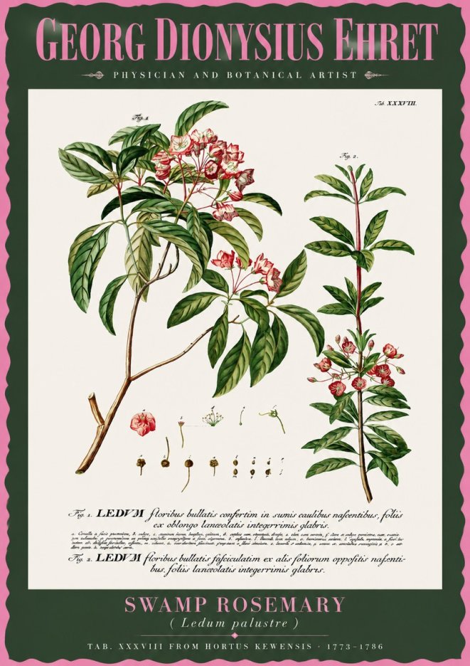Georg Dionysius Ehret Swamp Rosemary (Ledum Palustre) No2 - Affiche