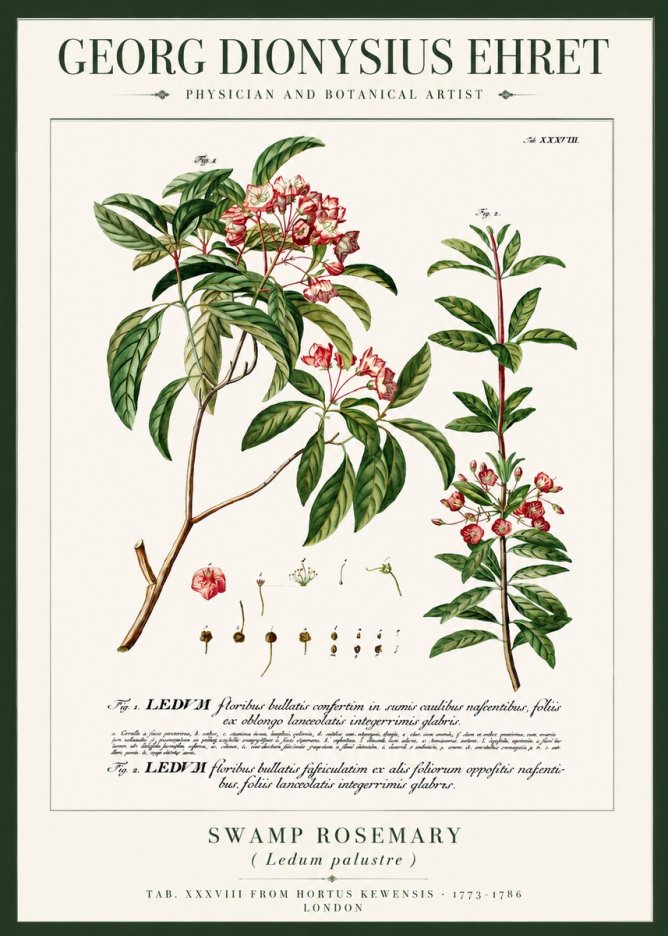 Georg Dionysius Ehret Swamp Rosemary (Ledum Palustre) No3 - Affiche