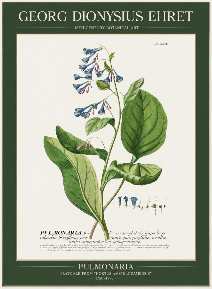Georg Dionysius Ehret Pulmonaria No1 - Affiche