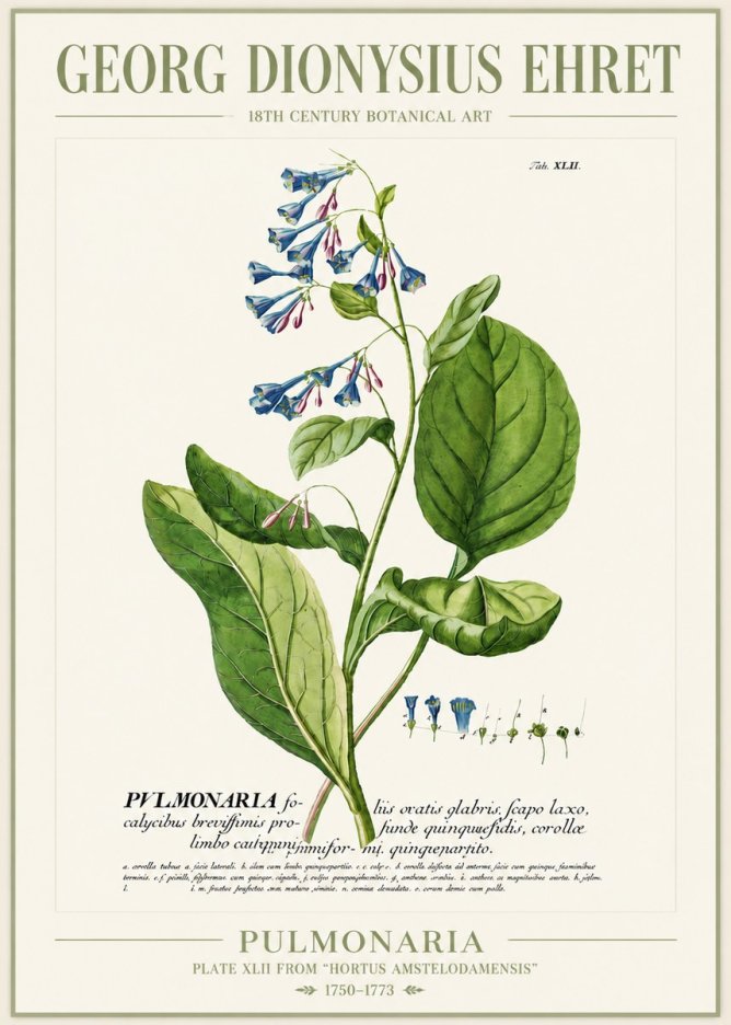 Georg Dionysius Ehret Pulmonaria No4 - Affiche